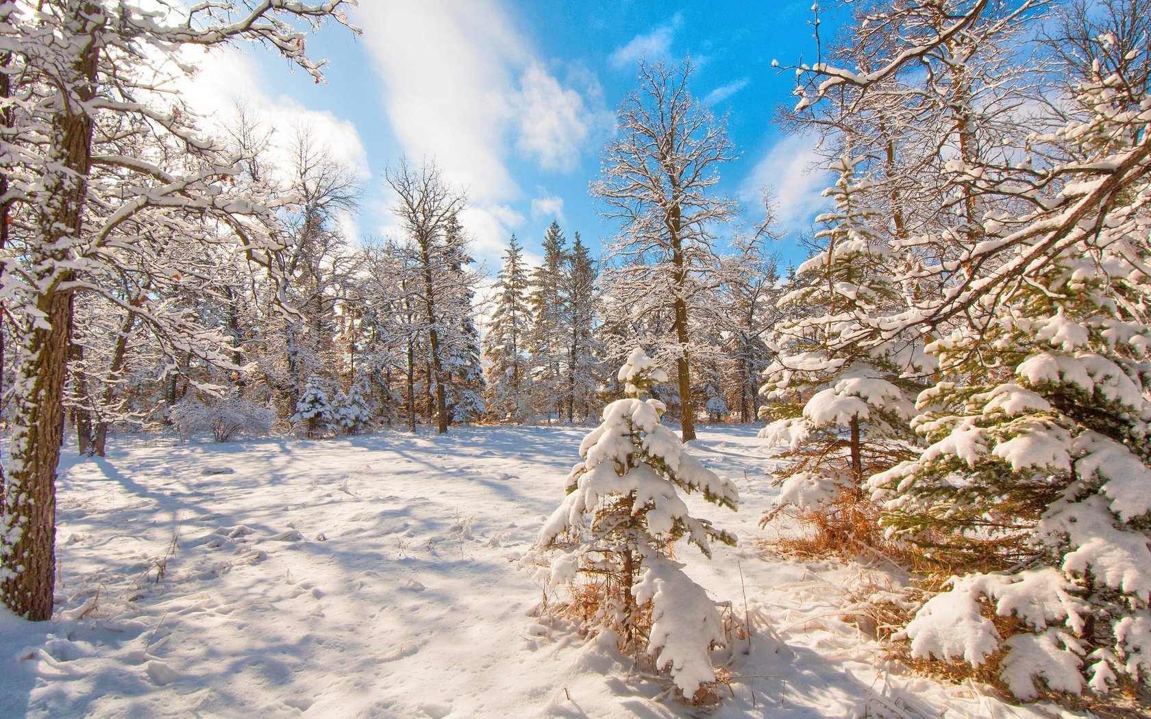 Обои деревья, снег, лес, зима, trees, snow, forest, winter разрешение 2048x1360 Загрузить