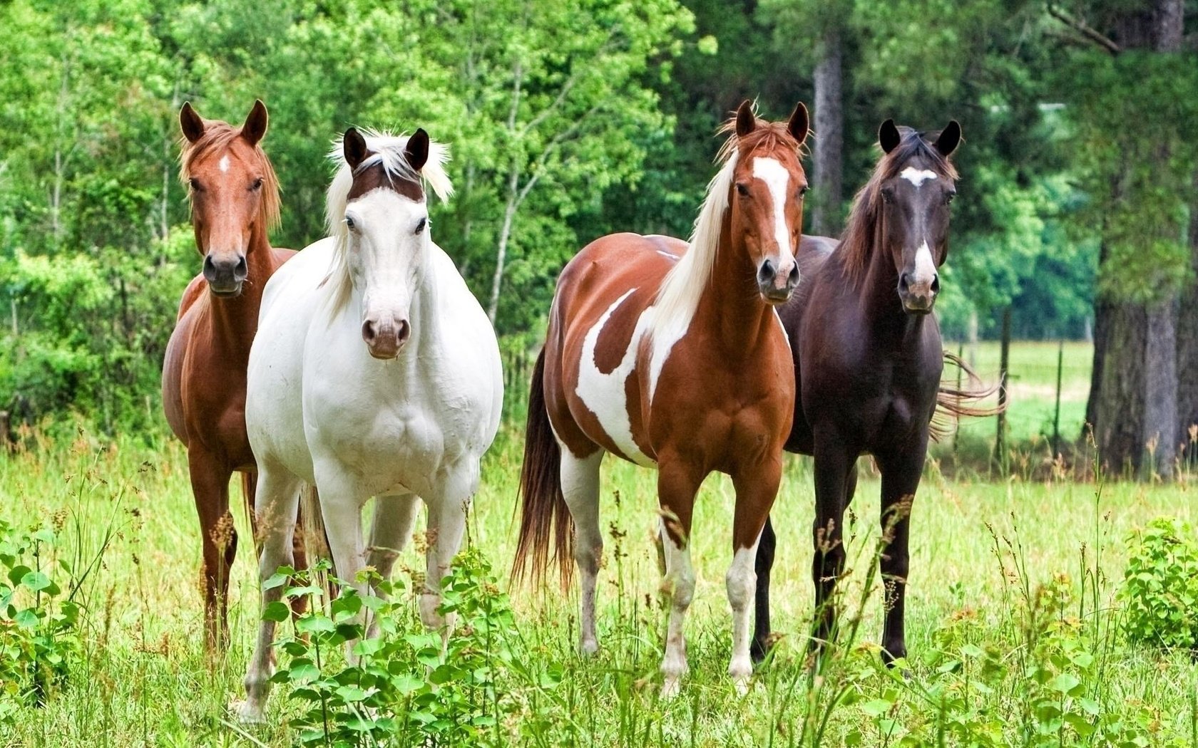 Обои лошадь, трава, лошади, кони, horse, grass, horses разрешение 1920x1200 Загрузить