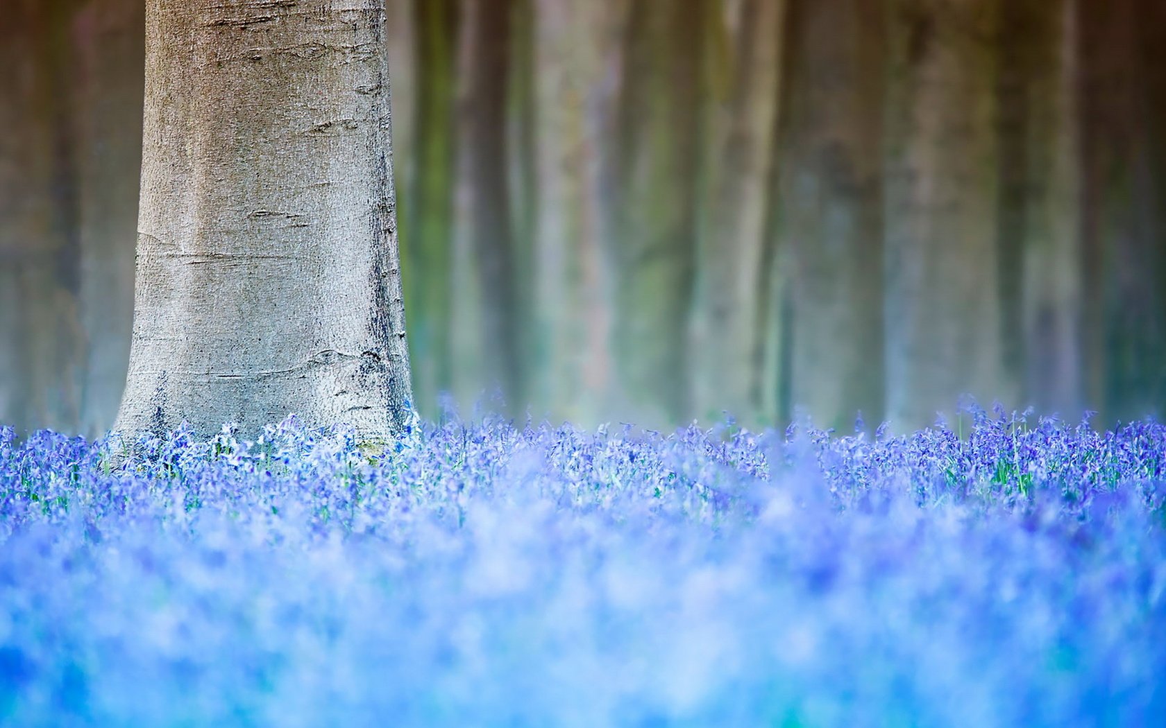 Обои цветы, дерево, весна, flowers, tree, spring разрешение 1920x1280 Загрузить