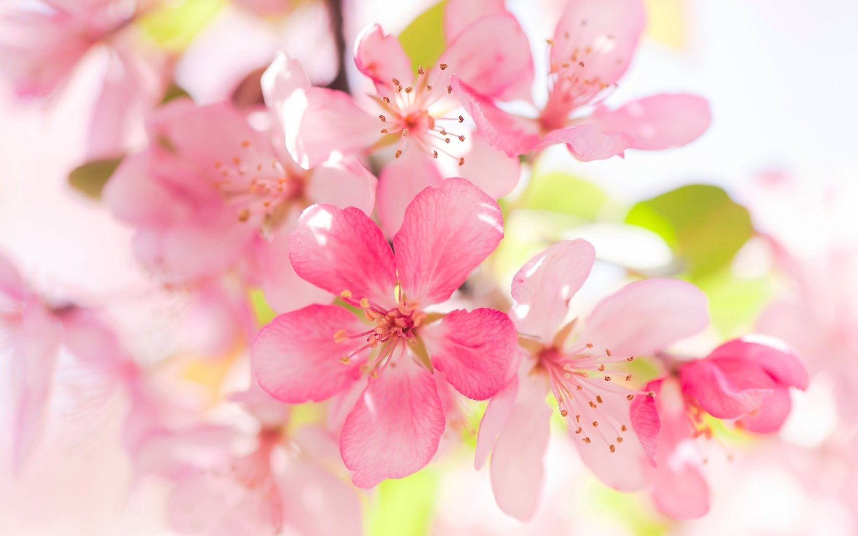 Обои цветение, макро, яблоня, цветки, flowering, macro, apple, flowers разрешение 2048x1254 Загрузить