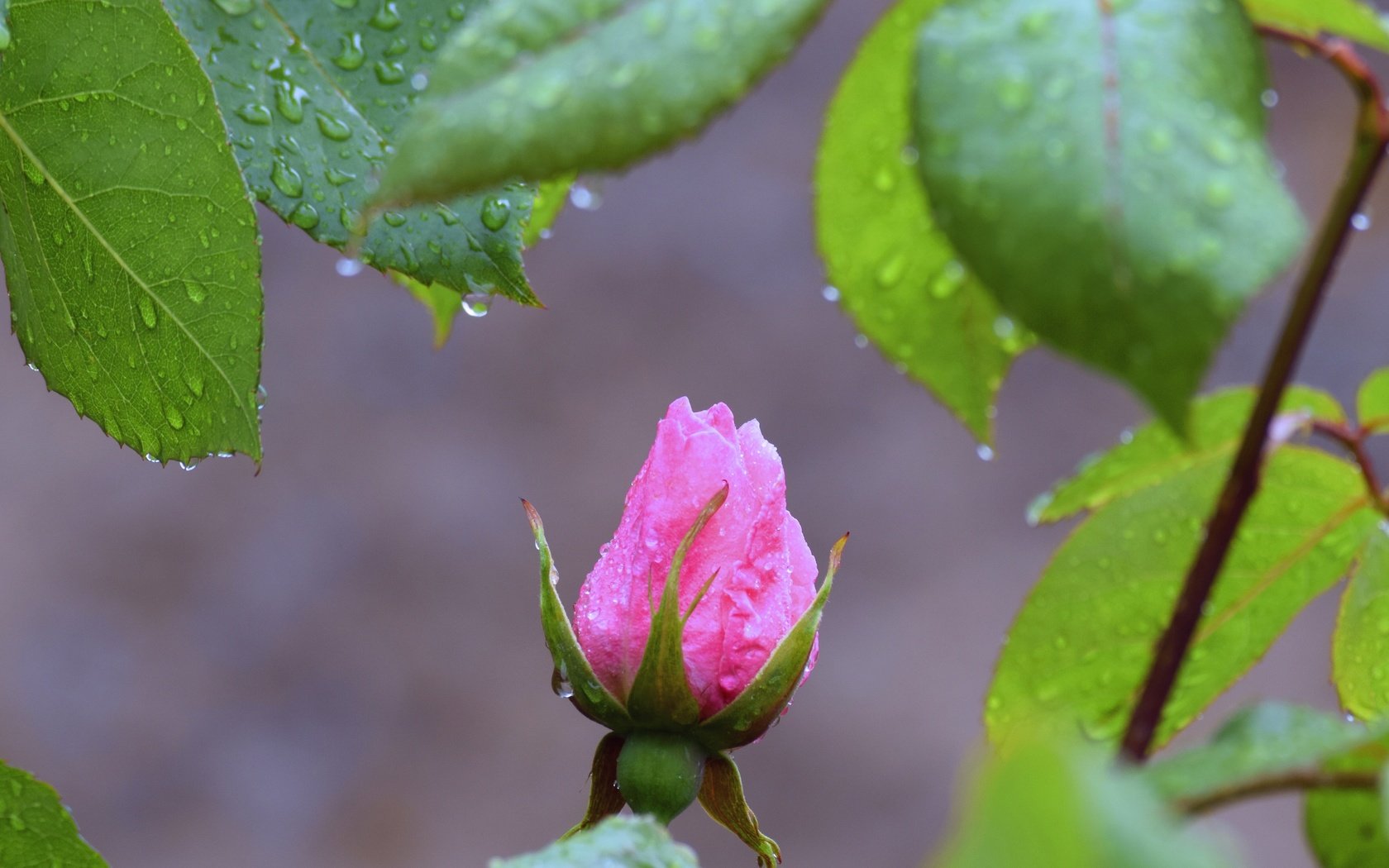 Обои листья, макро, капли, роза, бутон, davidm54, leaves, macro, drops, rose, bud разрешение 2880x1727 Загрузить