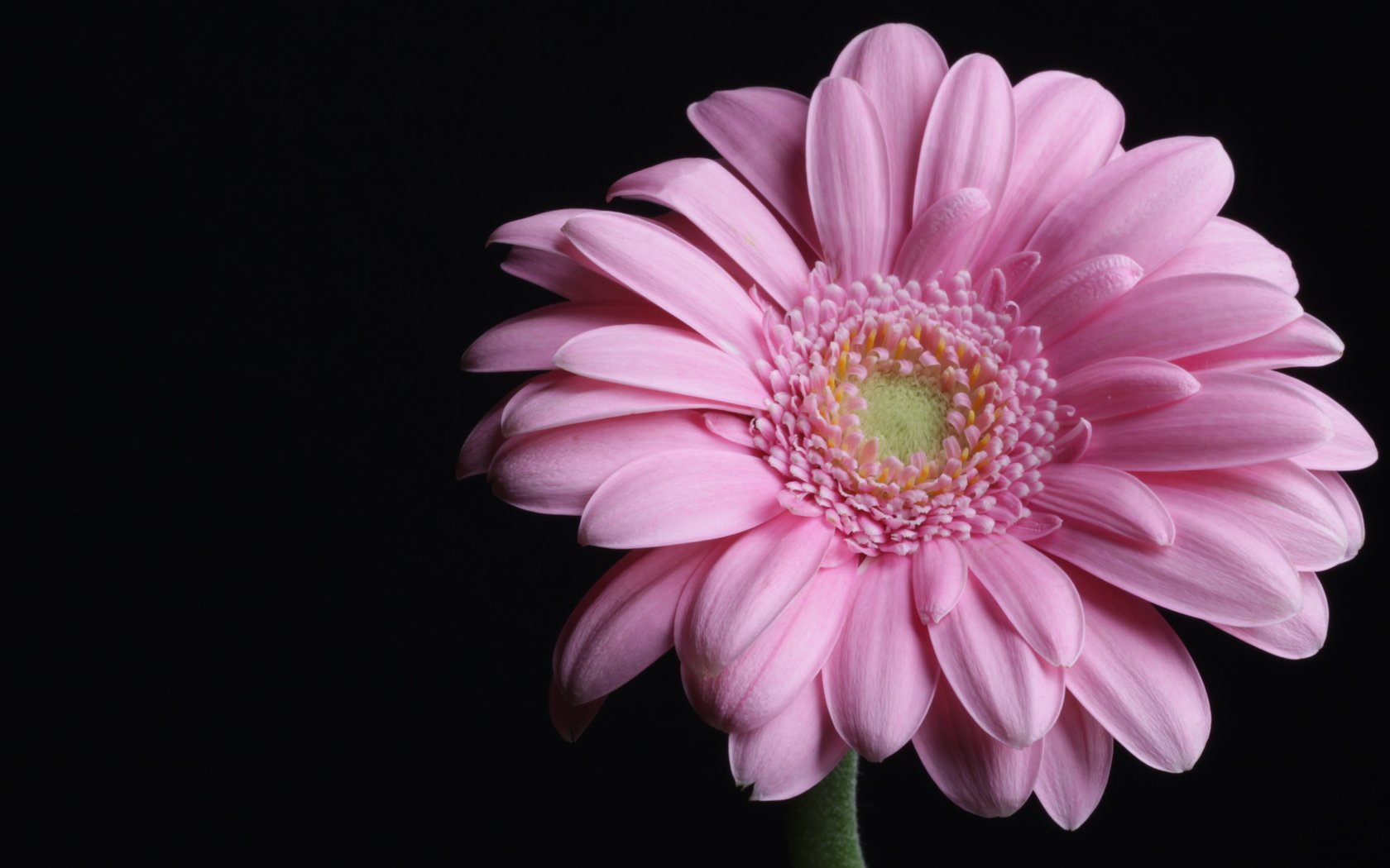 Обои макро, розовая, гербера, пинк, macro, pink, gerbera разрешение 4752x3168 Загрузить