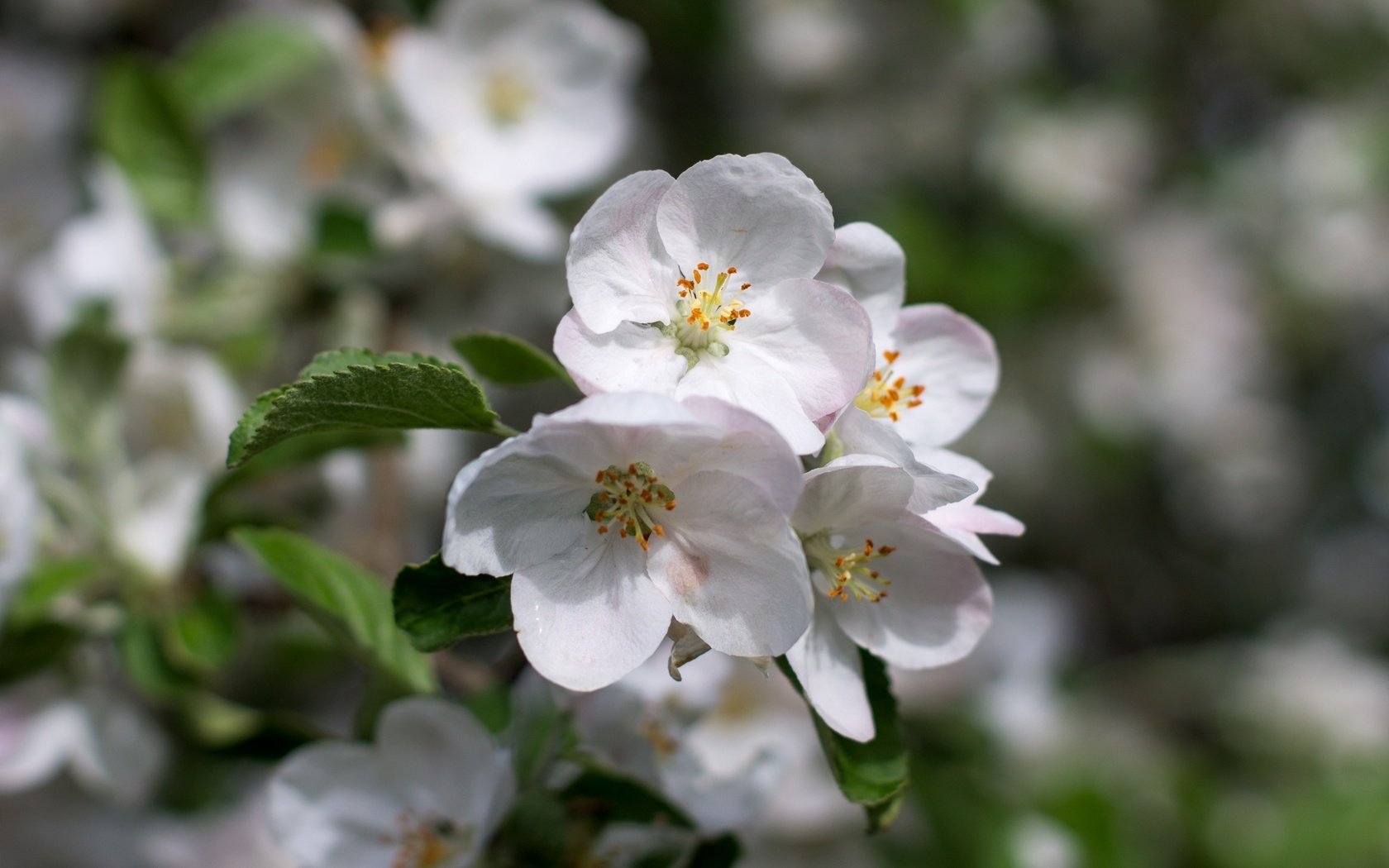 Обои цветение, листья, макро, лепестки, весна, яблоня, боке, flowering, leaves, macro, petals, spring, apple, bokeh разрешение 2400x1600 Загрузить