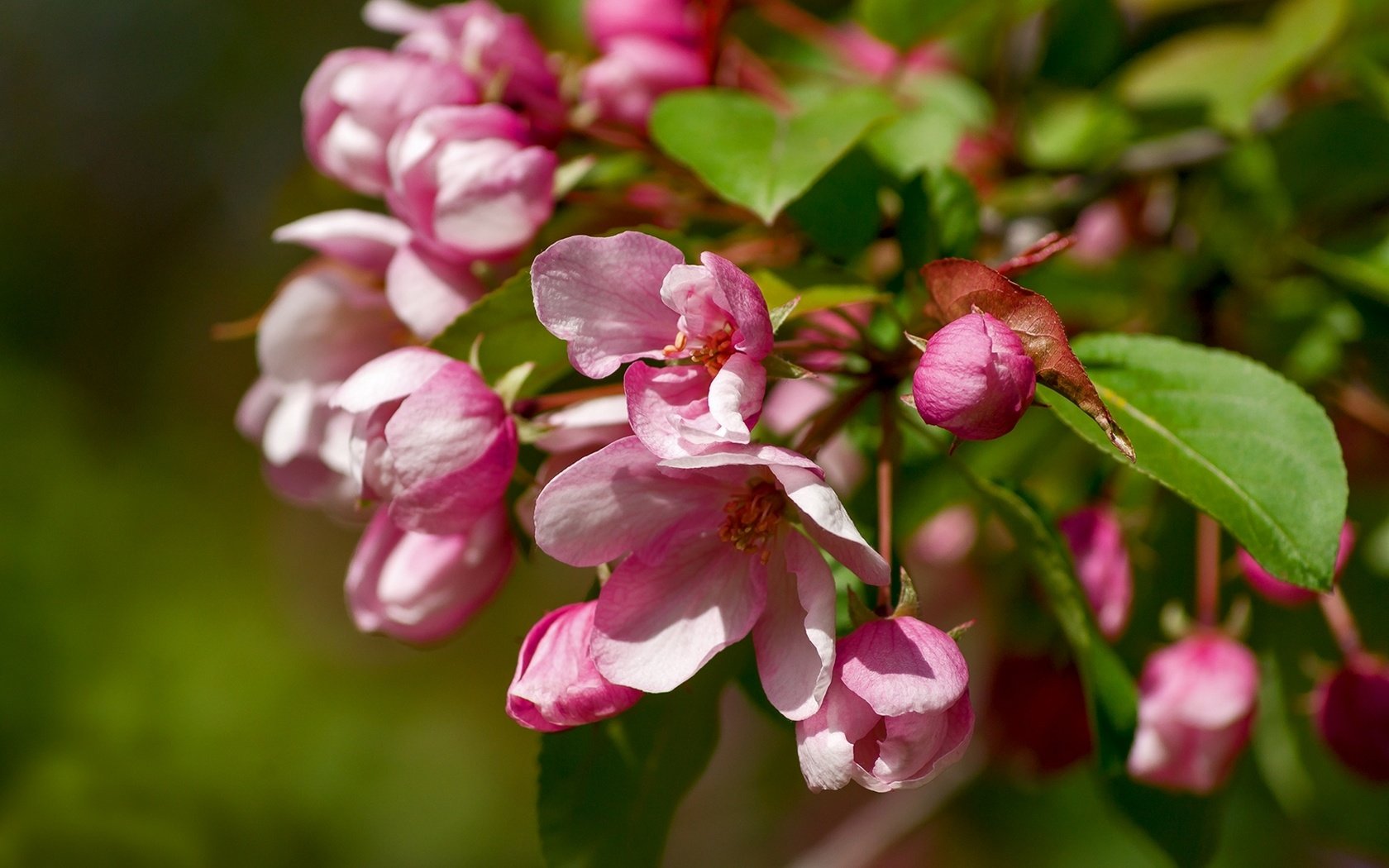 Обои ветка, макро, яблоня, branch, macro, apple разрешение 1920x1278 Загрузить