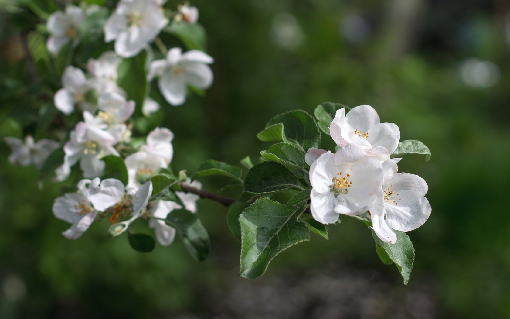 Обои ветка, весна, яблоня, branch, spring, apple разрешение 2400x1599 Загрузить