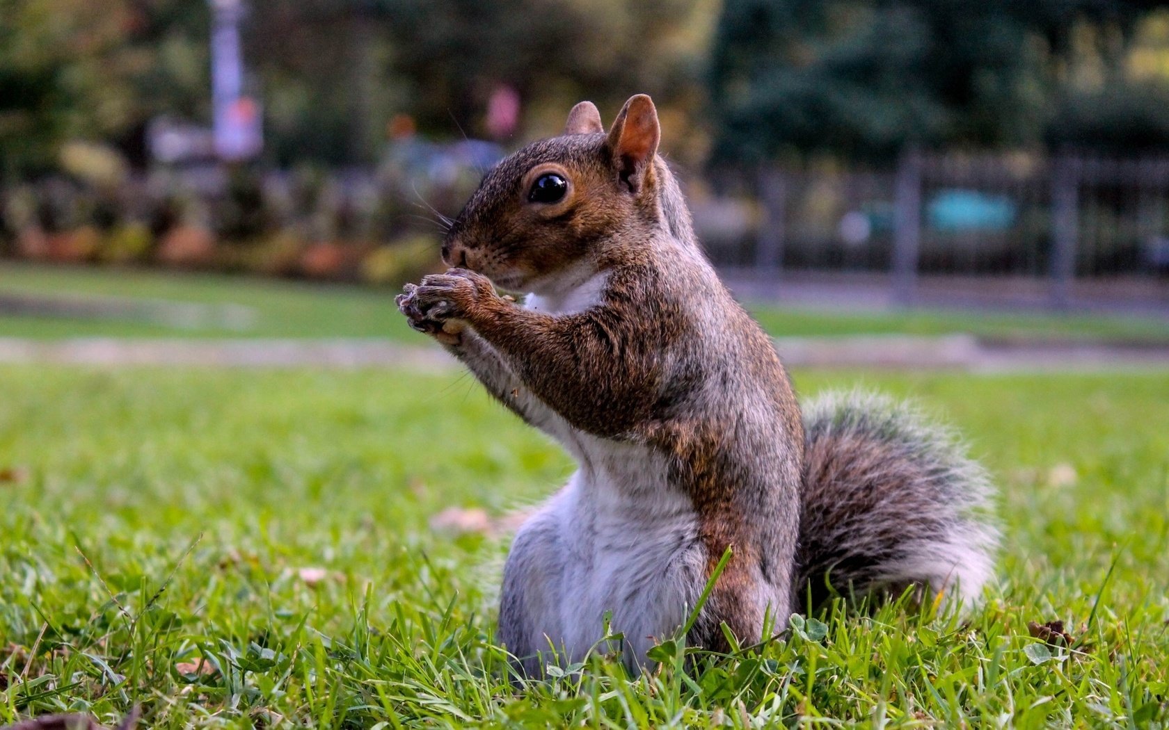 Обои белка, на траве, в парке, protein, on the grass, in the park разрешение 1920x1080 Загрузить