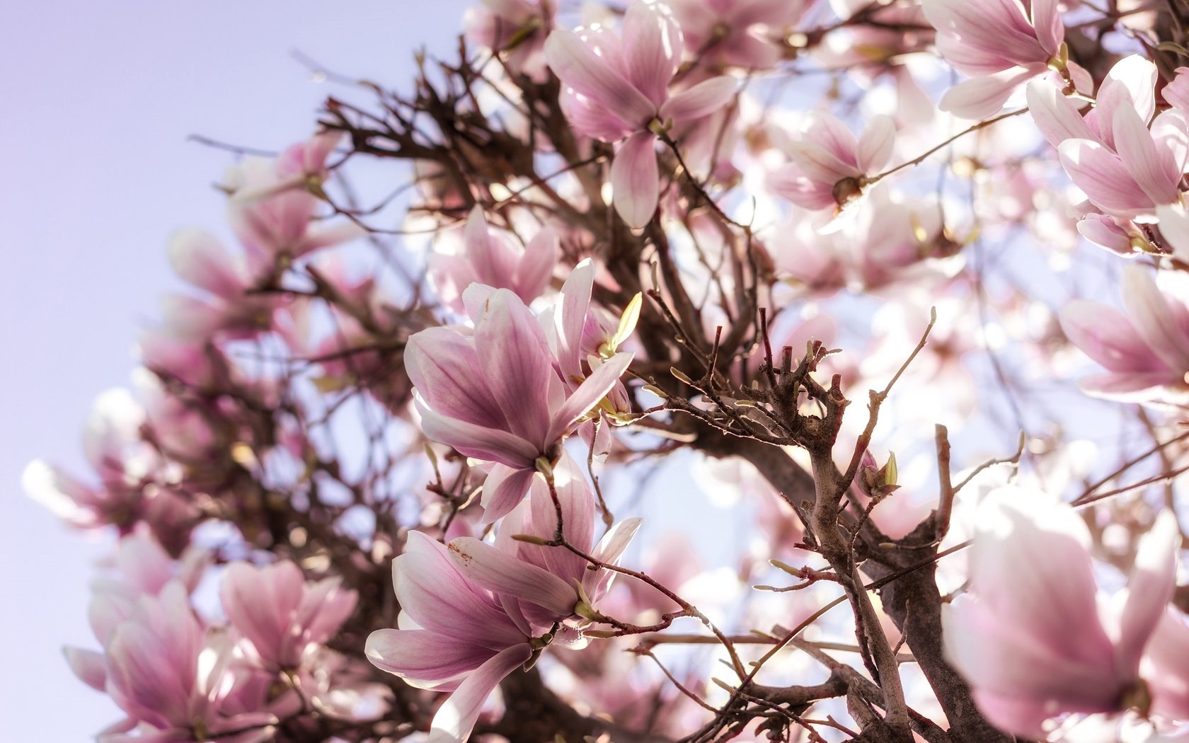 Обои цветы, дерево, цветение, весна, розовые, магнолия, flowers, tree, flowering, spring, pink, magnolia разрешение 2048x1367 Загрузить