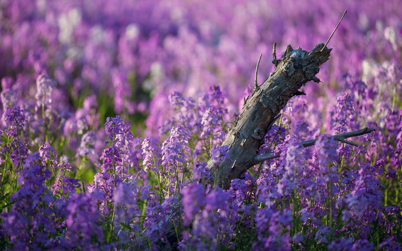 Обои цветы, природа, лето, flowers, nature, summer разрешение 1920x1200 Загрузить