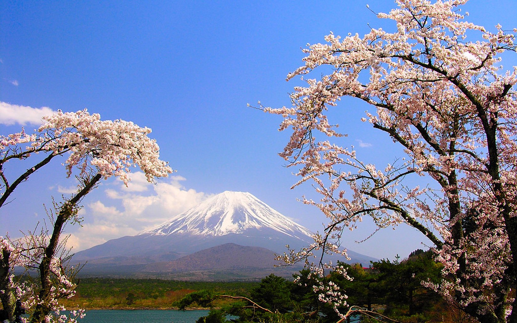 Обои деревья, озеро, гора, япония, весна, сакура, фудзияма, trees, lake, mountain, japan, spring, sakura, fuji разрешение 1920x1200 Загрузить