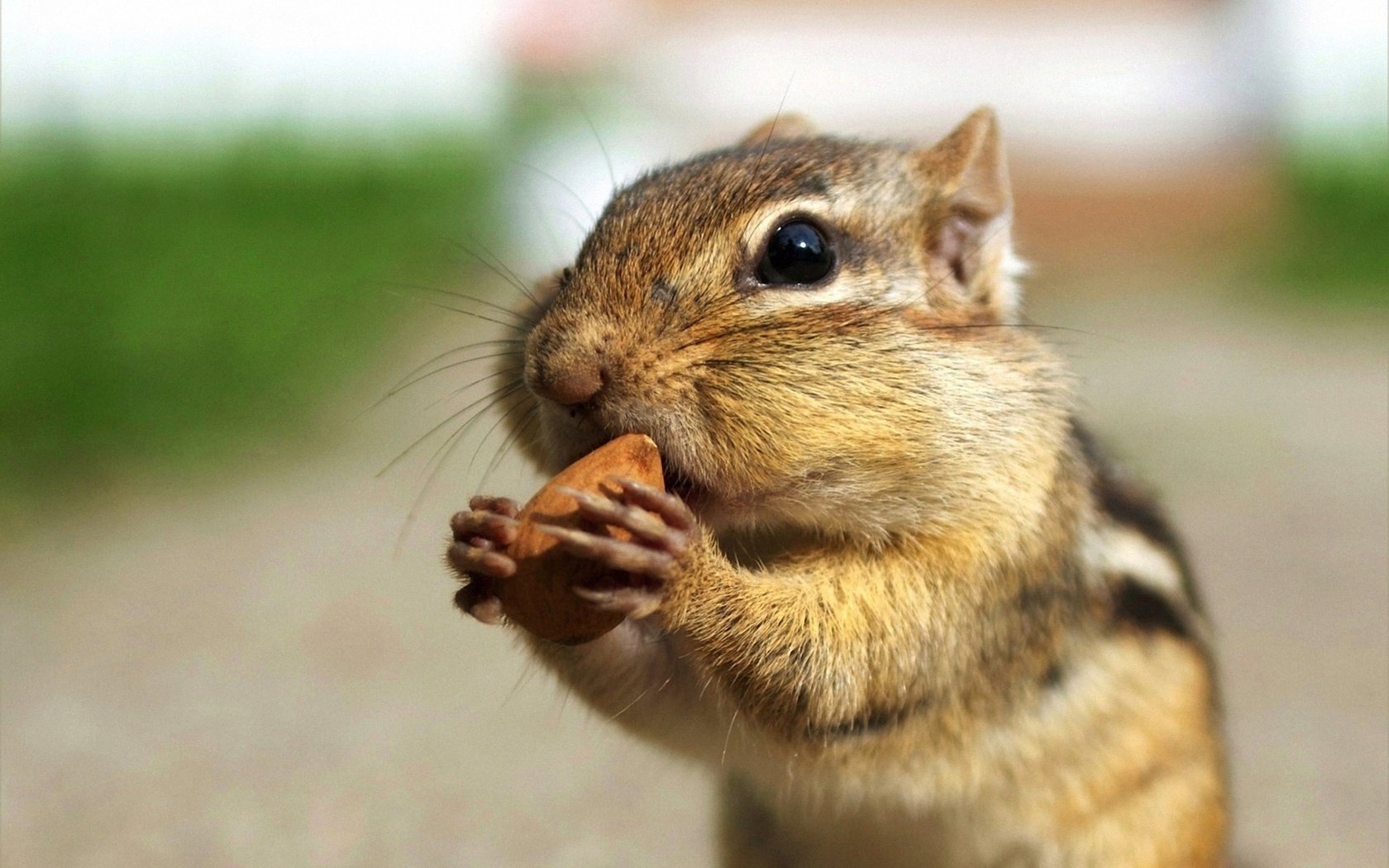 Обои орех, бурундук, ест, walnut, chipmunk, eating разрешение 1920x1200 Загрузить