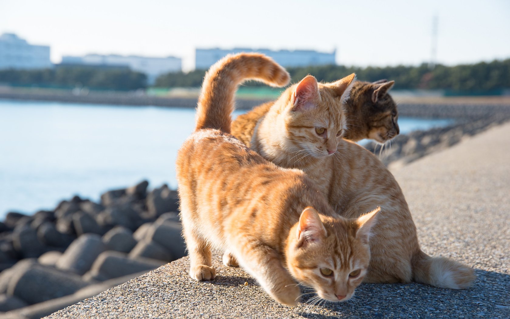 Обои набережная, коты, рыжие кошки, promenade, cats, red cats разрешение 2048x1367 Загрузить