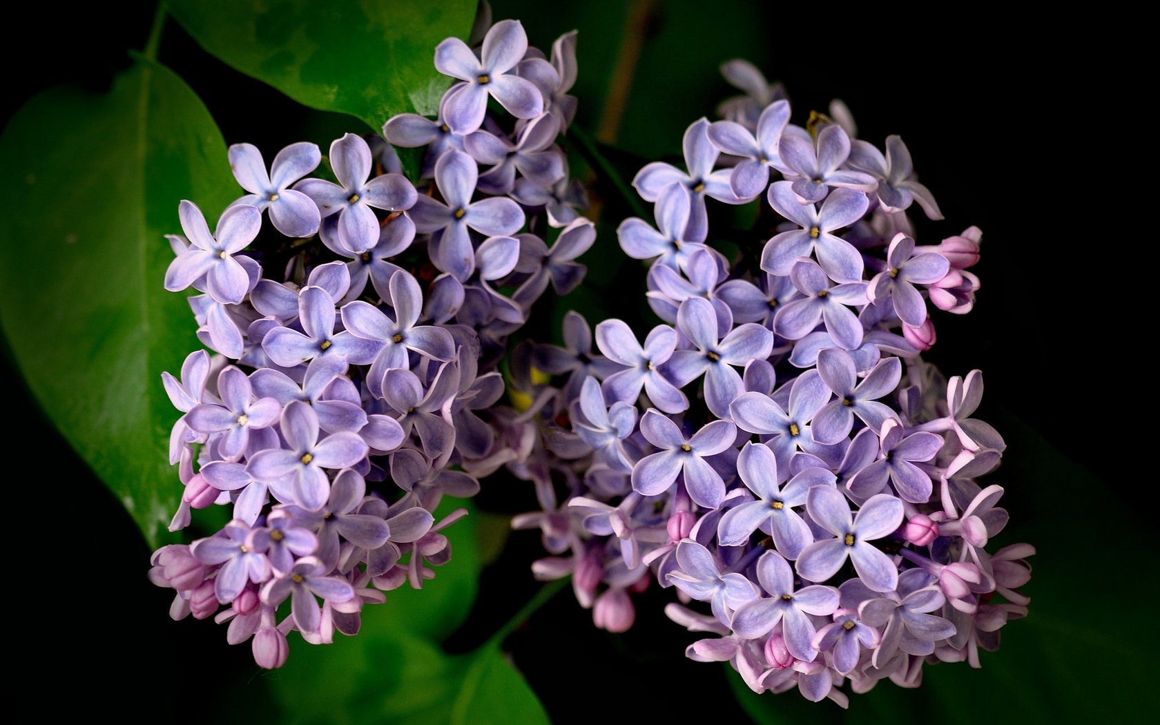 Обои макро, лепестки, гроздья, сирень, macro, petals, bunches, lilac разрешение 2048x1341 Загрузить