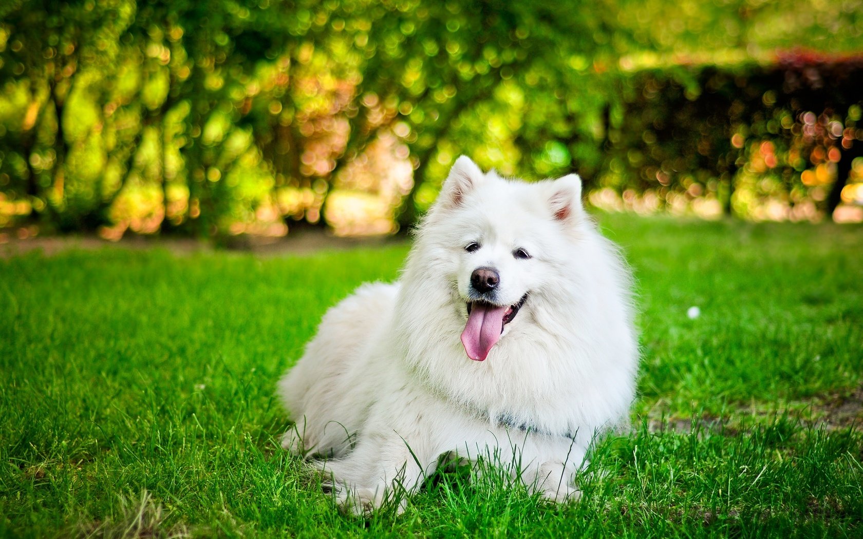 Обои трава, собака, язык, белая, самоед, grass, dog, language, white, samoyed разрешение 3216x2072 Загрузить