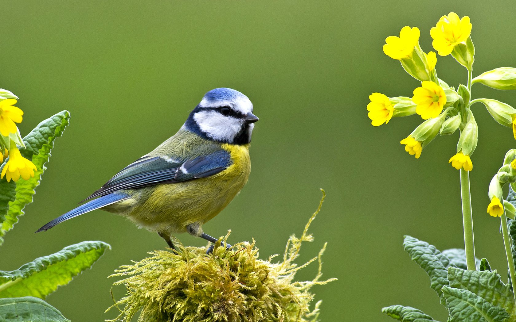 Обои цветы, птица, клюв, мох, перья, первоцвет, синица, лазоревка, flowers, bird, beak, moss, feathers, primrose, tit, blue tit разрешение 2043x1150 Загрузить