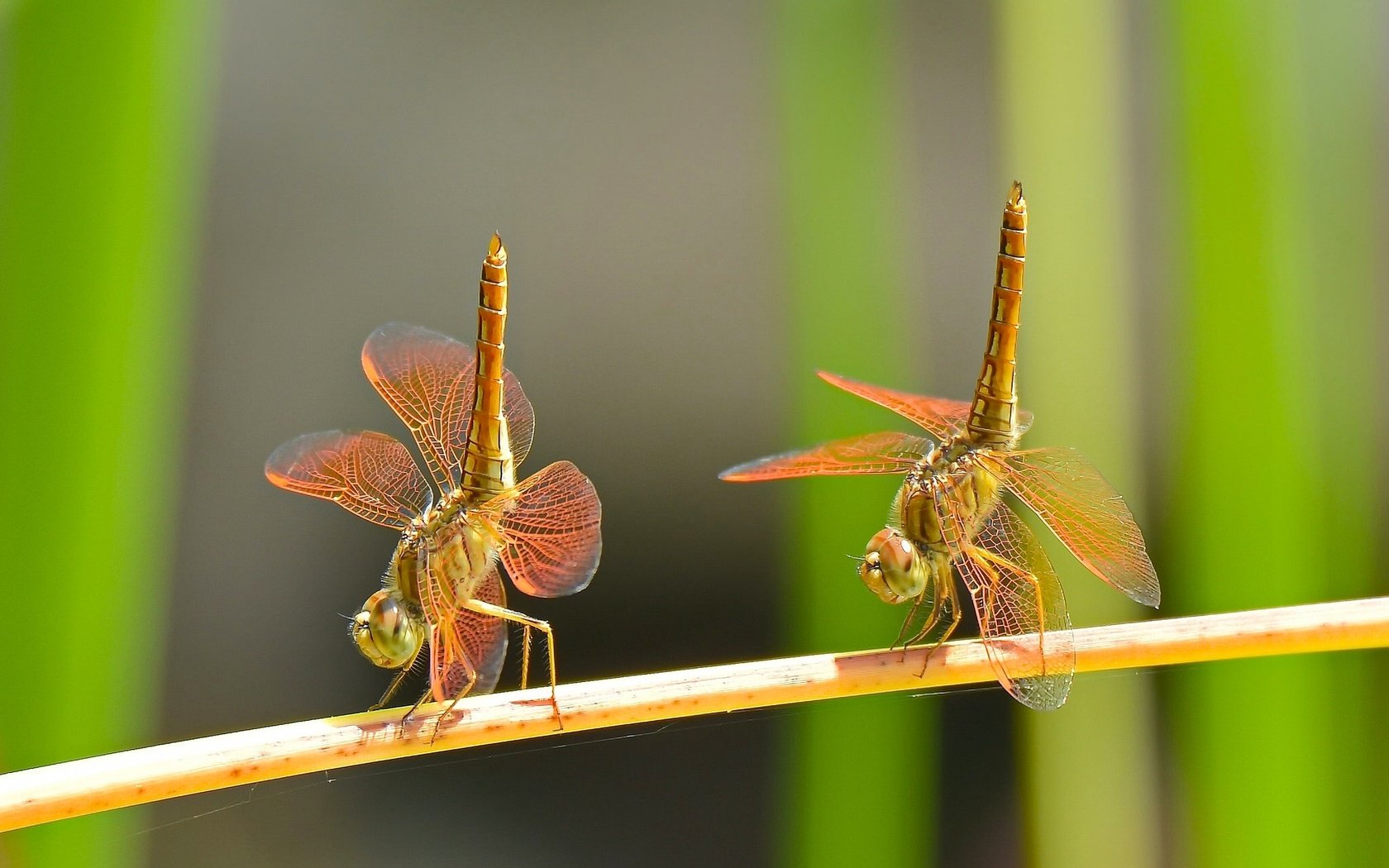 Обои макро, насекомые, танец, парочка, дуэт, стрекозы, macro, insects, dance, a couple, duo, dragonflies разрешение 2048x1288 Загрузить