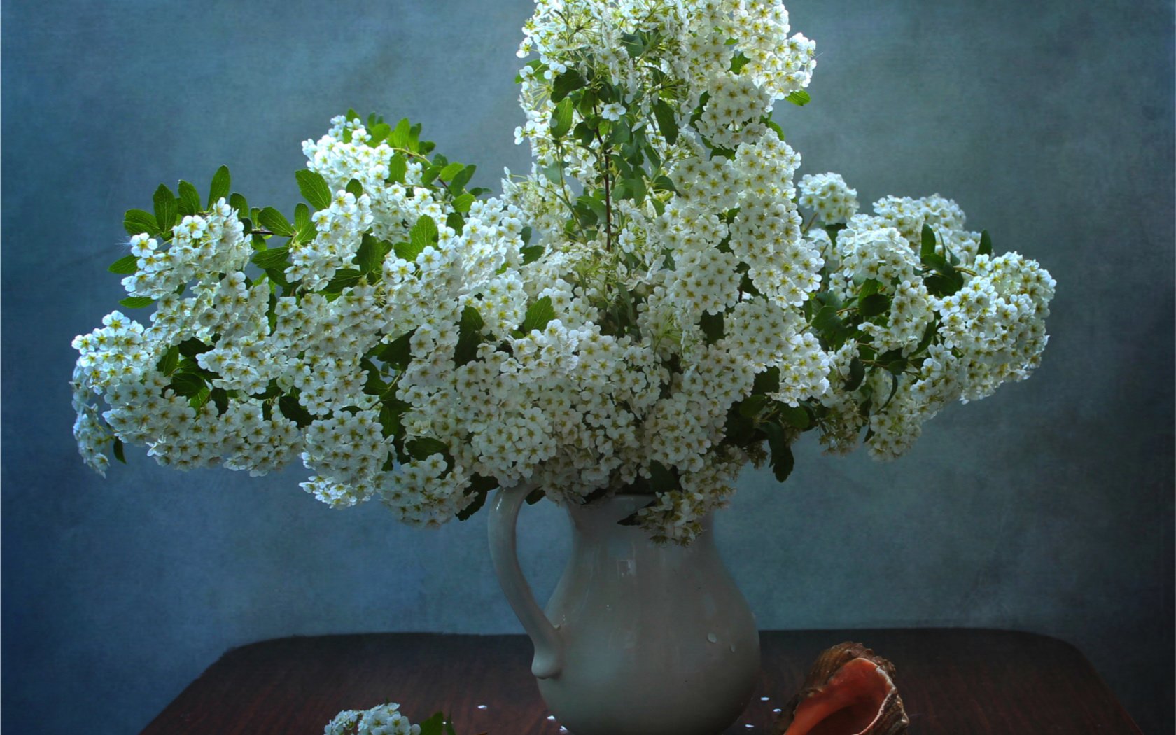 Обои белый, ваза, кувшин, ракушка, спирея, таволга, white, vase, pitcher, shell, spiraea, meadowsweet разрешение 1920x1388 Загрузить