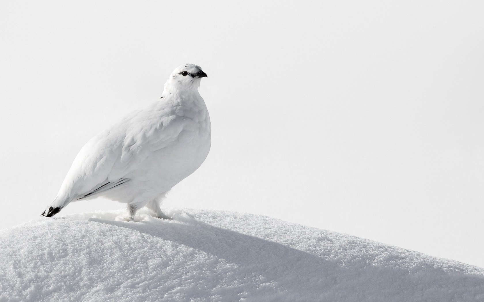 Обои снег, птица, белая, куропатка, ptarmigan, snow, bird, white, partridge разрешение 2047x1325 Загрузить