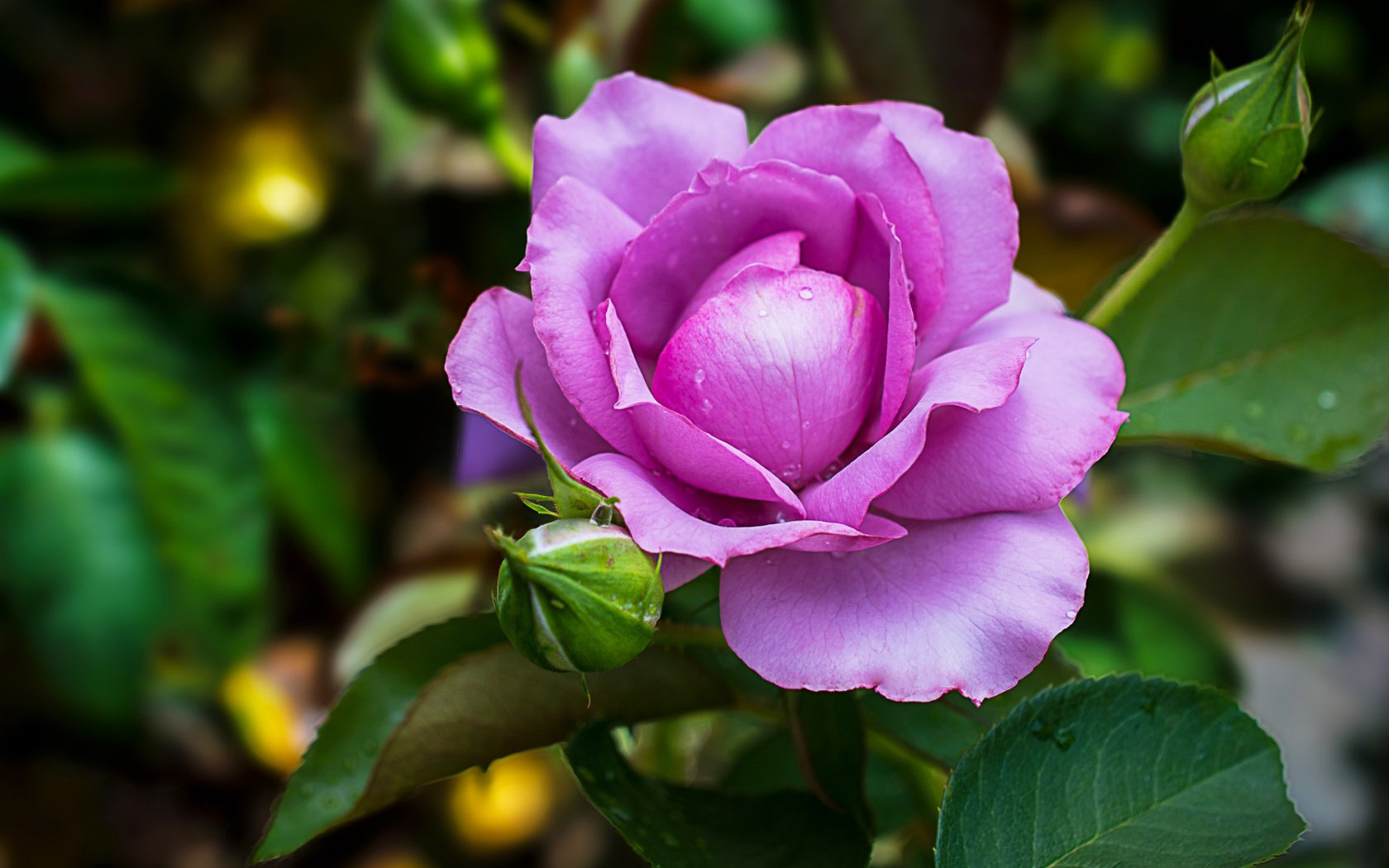 Обои цветение, роза, роз, цветком, фиалка, flowering, rose, roses, flower, violet разрешение 2048x1365 Загрузить