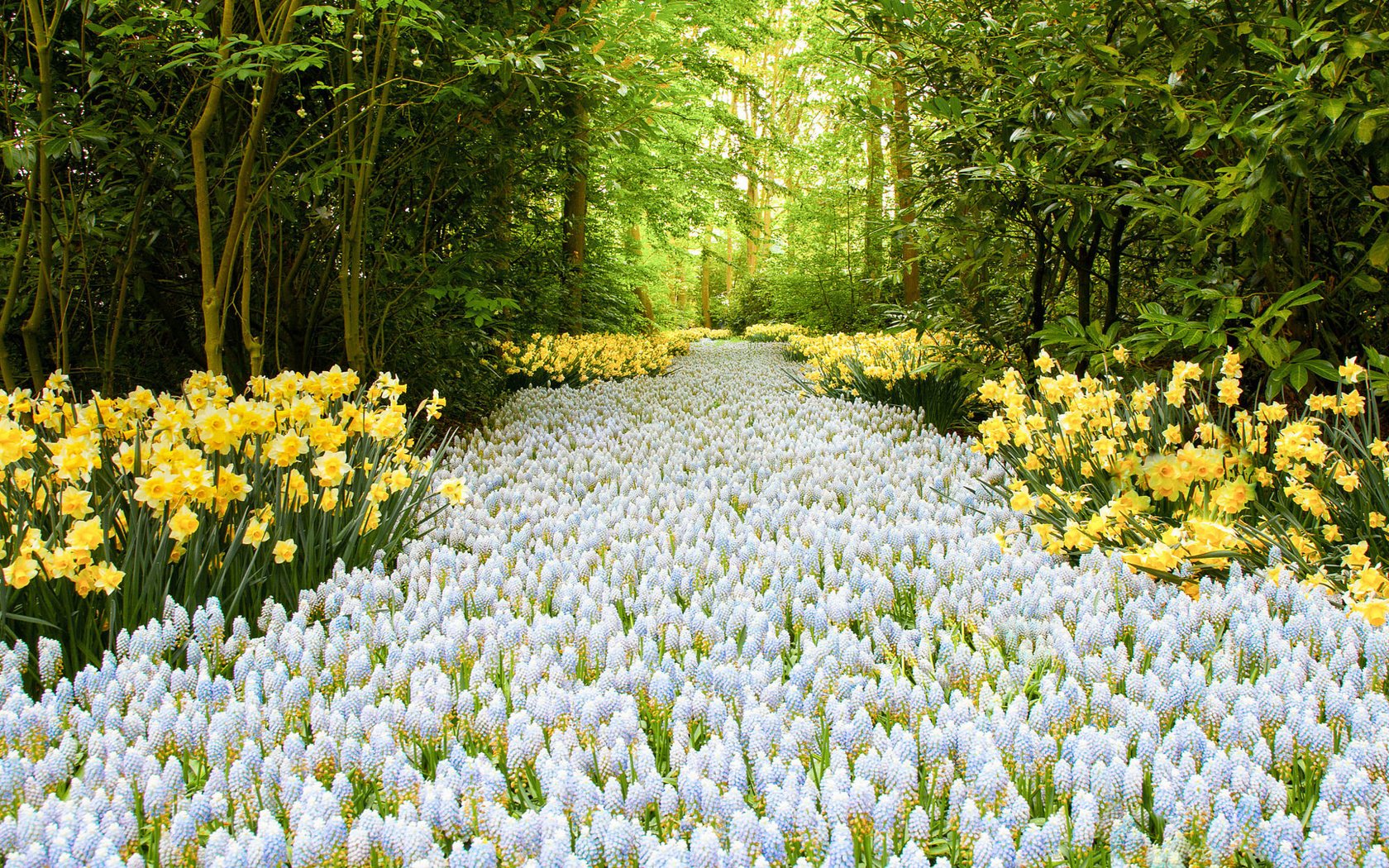 Обои цветы, деревья, природа, весна, road of flowers, flowers, trees, nature, spring разрешение 2000x1333 Загрузить