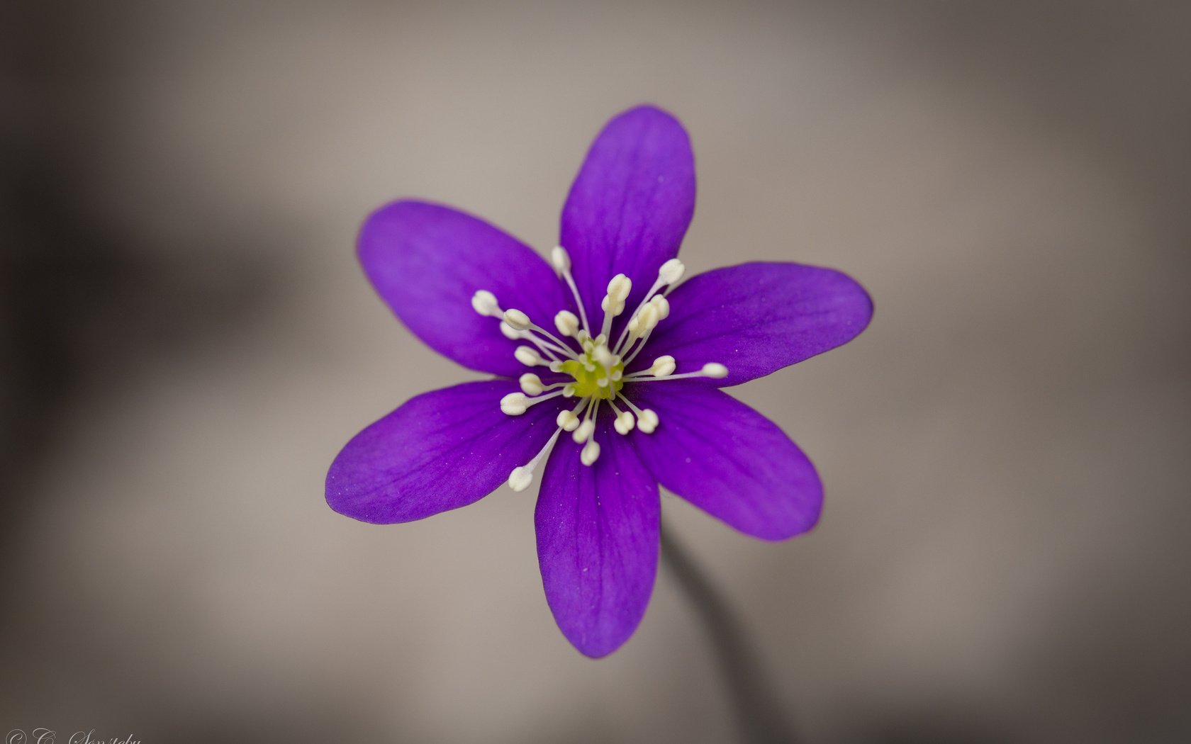 Обои фокус камеры, макро, цветок, фиолетовый, сиреневый, анемона, ветреница, печёночница, перелеска, the coppice, the focus of the camera, macro, flower, purple, lilac, anemone, pechenocna разрешение 2048x1365 Загрузить