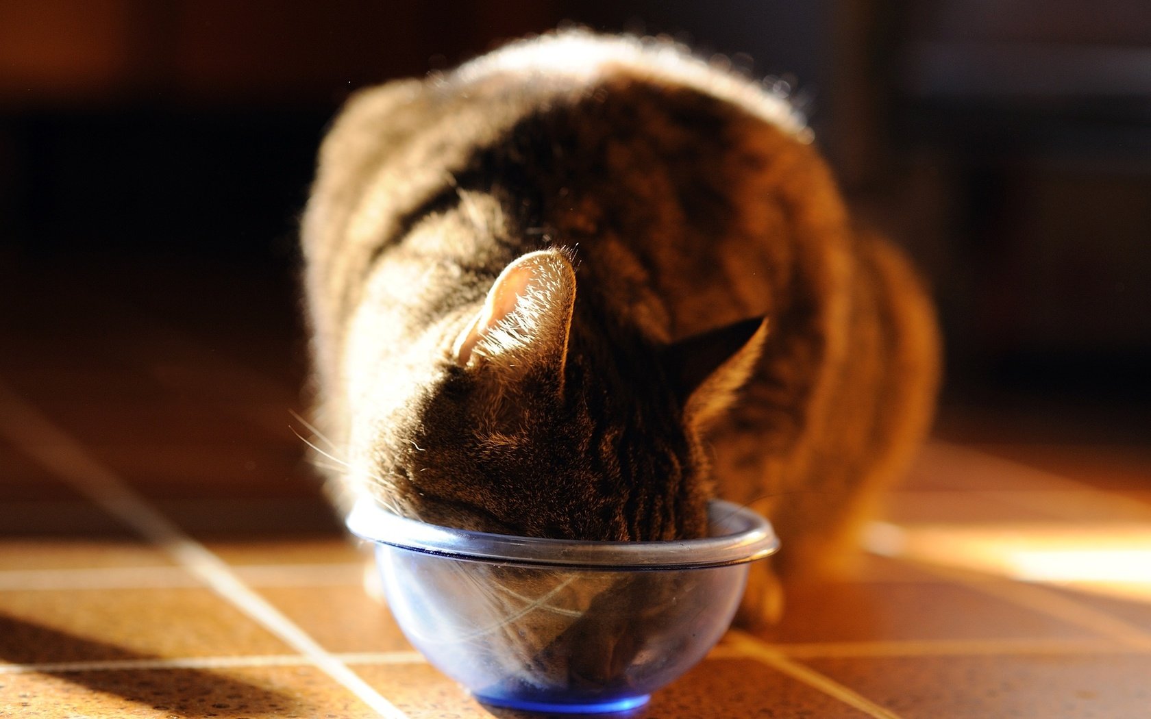 Обои кот, кошка, фотограф, миска, ест, джованни zacche, cat, photographer, bowl, eating, giovanni zacche разрешение 2048x1363 Загрузить