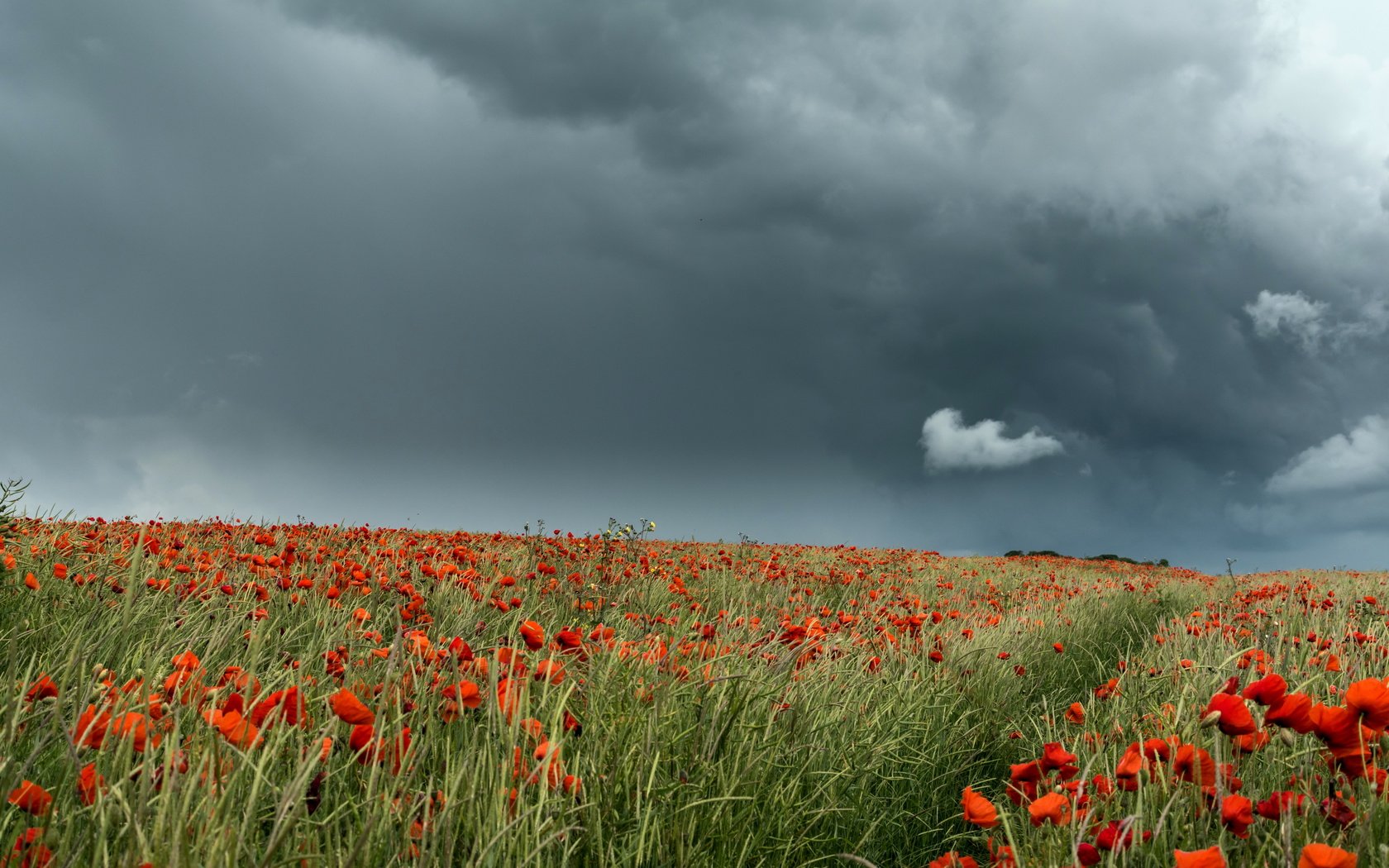 Обои небо, поле, лето, маки, the sky, field, summer, maki разрешение 6015x3815 Загрузить