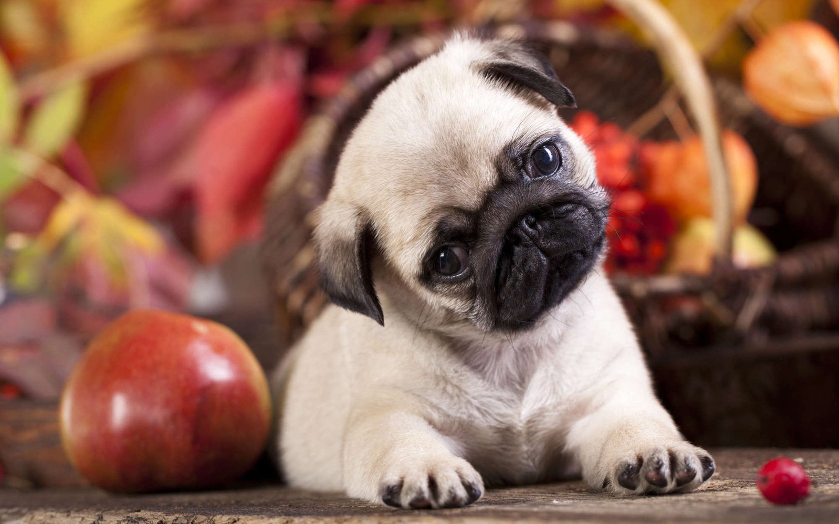 Обои собака, щенок, яблоко, мопс, dog, puppy, apple, pug разрешение 1920x1200 Загрузить