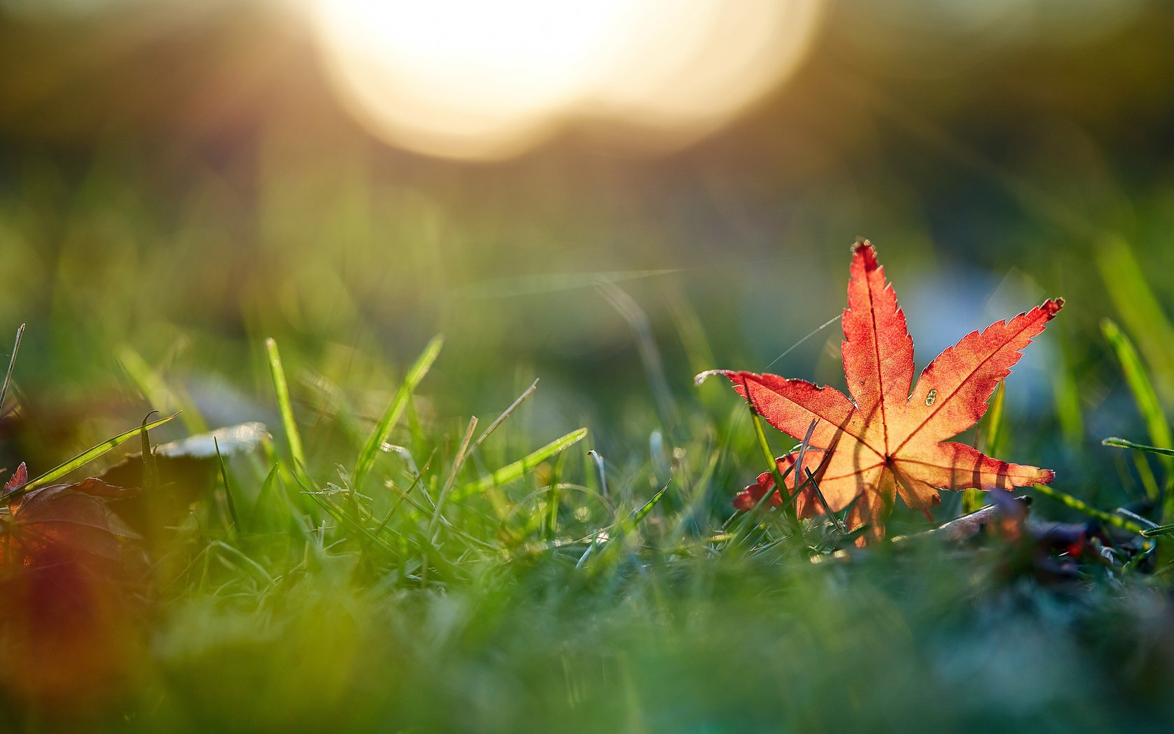 Обои трава, макро, осень, лист, mirai.takahashi, grass, macro, autumn, sheet разрешение 3840x2400 Загрузить