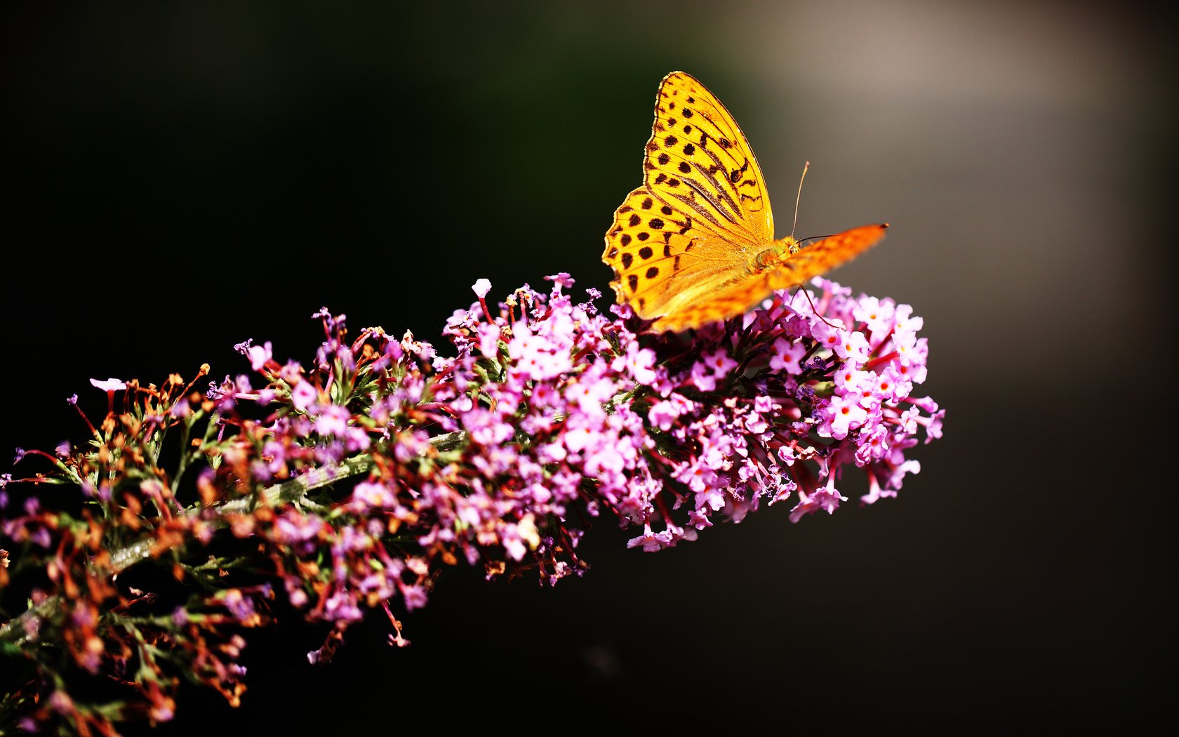 Обои цветы, насекомое, цветок, бабочка, крылья, flowers, insect, flower, butterfly, wings разрешение 2880x1800 Загрузить