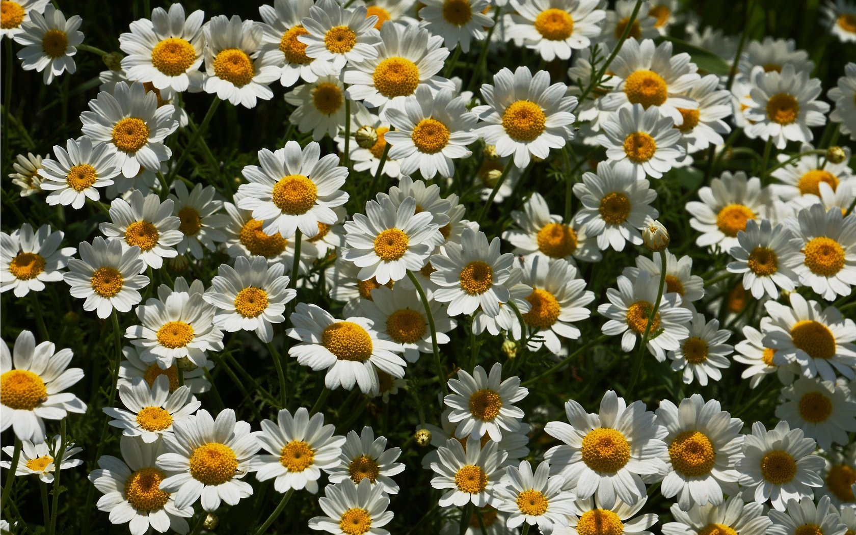 Обои цветы, ромашки, много, flowers, chamomile, a lot разрешение 2880x1799 Загрузить