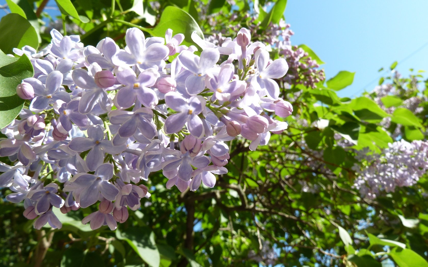 Обои небо, цветы, цветение, листья, макро, сирень, the sky, flowers, flowering, leaves, macro, lilac разрешение 4000x3000 Загрузить