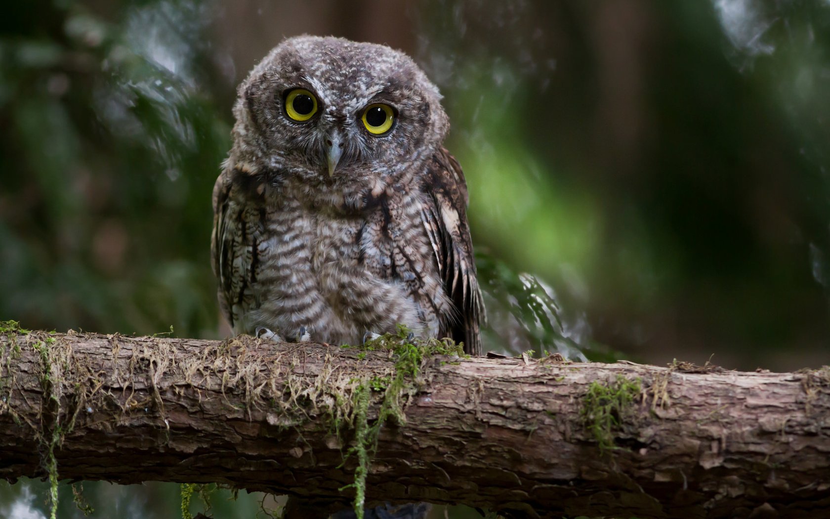 Обои сова, ветка, взгляд, сидит, owl, branch, look, sitting разрешение 1920x1200 Загрузить