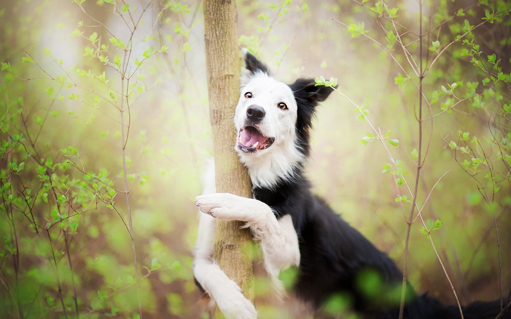 Обои дерево, собака, весна, объятие, бордер-колли, alicja zmysłowska, madlene greets spring with a hug!, tree, dog, spring, hug, the border collie разрешение 1920x1220 Загрузить