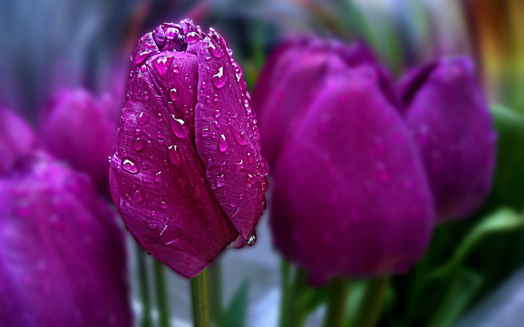 Обои цветы, весна, тюльпаны, боке, капли воды, flowers, spring, tulips, bokeh, water drops разрешение 2880x1800 Загрузить