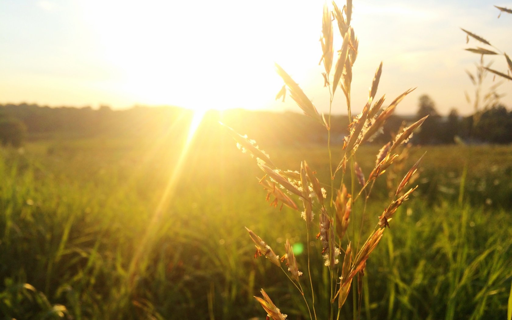 трава поле солнце grass field the sun загрузить
