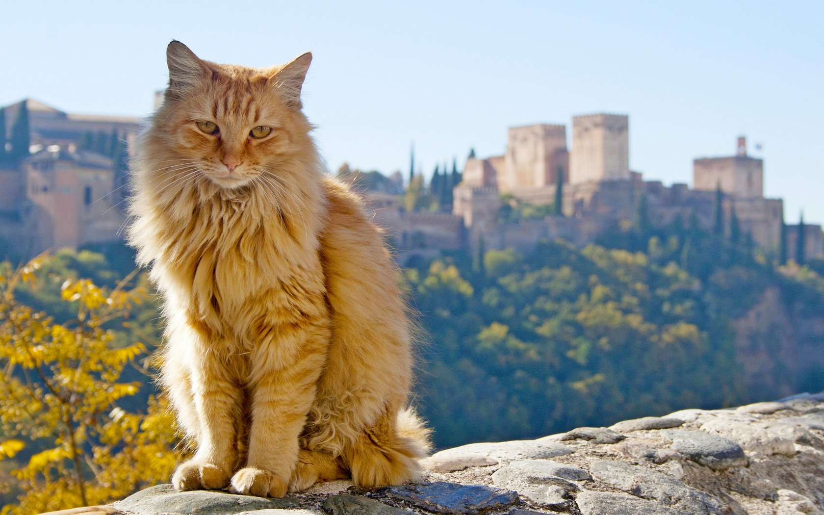 Обои кот, кошка, рыжий, испания, андалузия, испании, андалусия, гранада, cat, red, spain, andalusia, granada разрешение 3729x2236 Загрузить