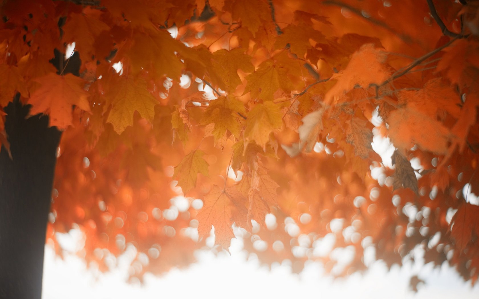 Обои дерево, листья, осень, tree, leaves, autumn разрешение 2048x1365 Загрузить