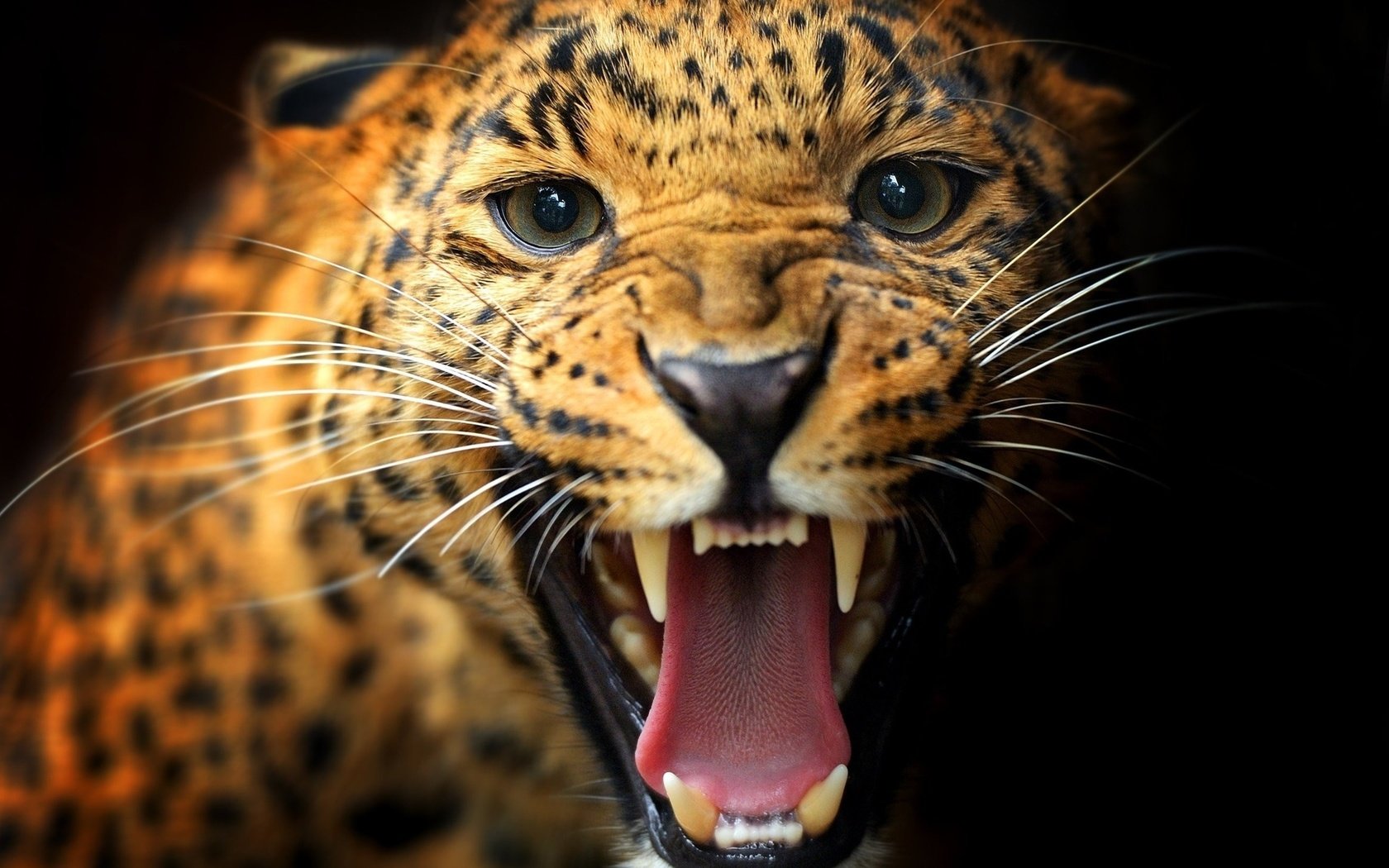 Обои животные, леопард, хищник, пасть, animals, leopard, predator, mouth разрешение 1920x1200 Загрузить