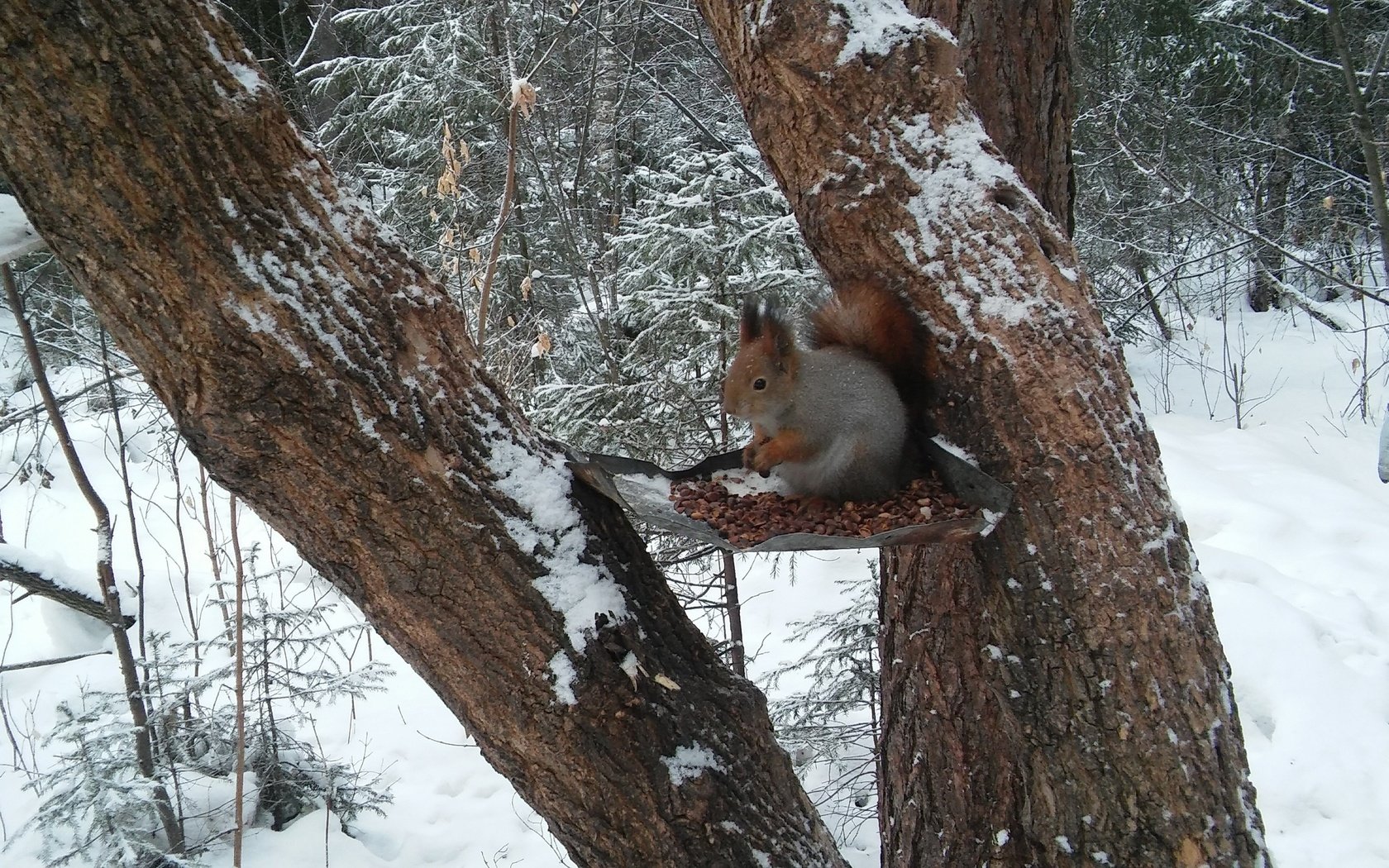 Обои лес, белка, кушает, орешки, белочка, сибирь, кедровые, forest, protein, eats, nuts, squirrel, siberia, cedar разрешение 2560x1600 Загрузить