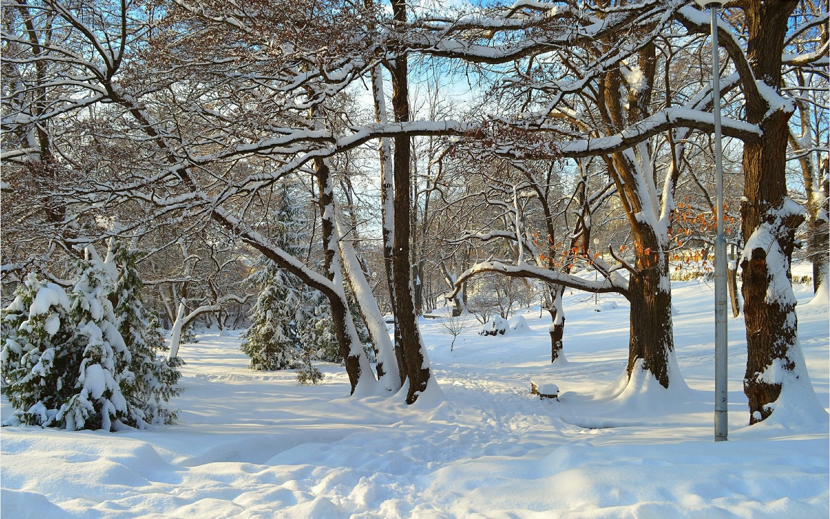 Обои деревья, снег, зима, лучи, парк, деревь, trees, snow, winter, rays, park разрешение 3004x1885 Загрузить