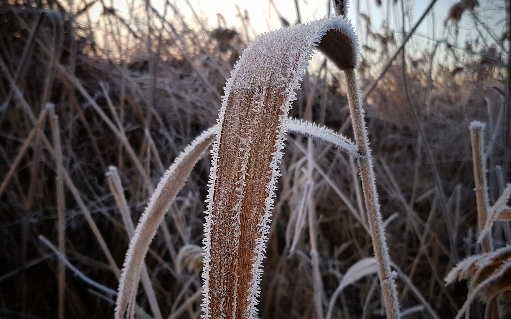 Обои трава, растения, зима, макро, иней, холод, камыш, сухая трава, grass, plants, winter, macro, frost, cold, reed, dry grass разрешение 3024x3024 Загрузить