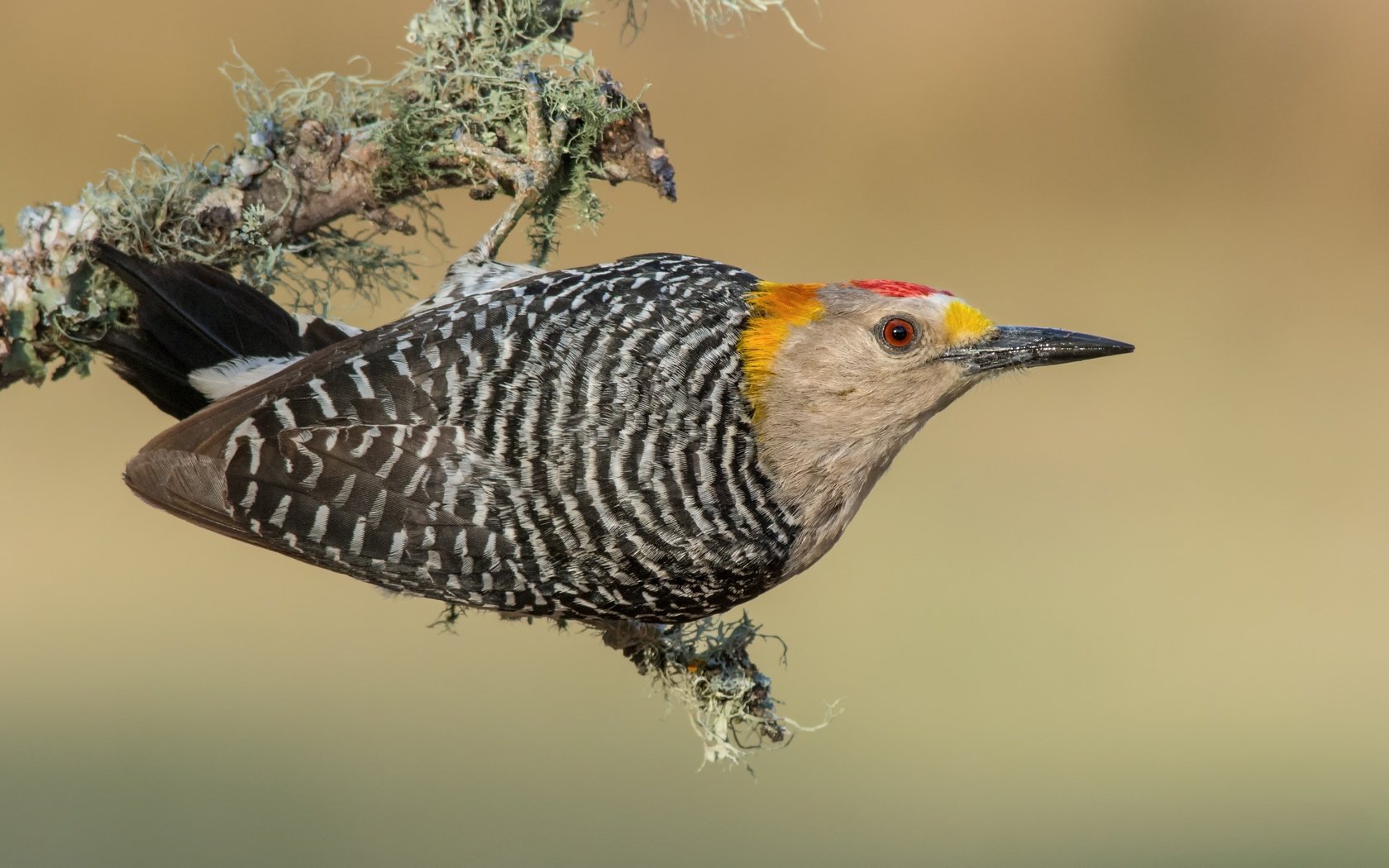 Обои птицы, дятел, золотолобый меланерпес, birds, woodpecker, zolotoy melanerpes разрешение 3840x2388 Загрузить