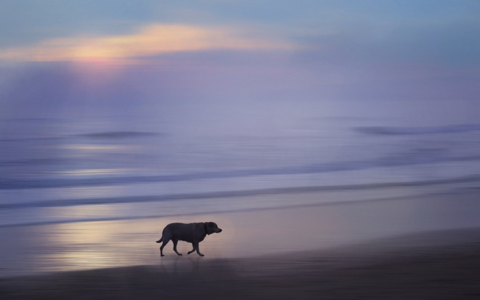 Обои закат, море, собака, sunset, sea, dog разрешение 2048x1264 Загрузить