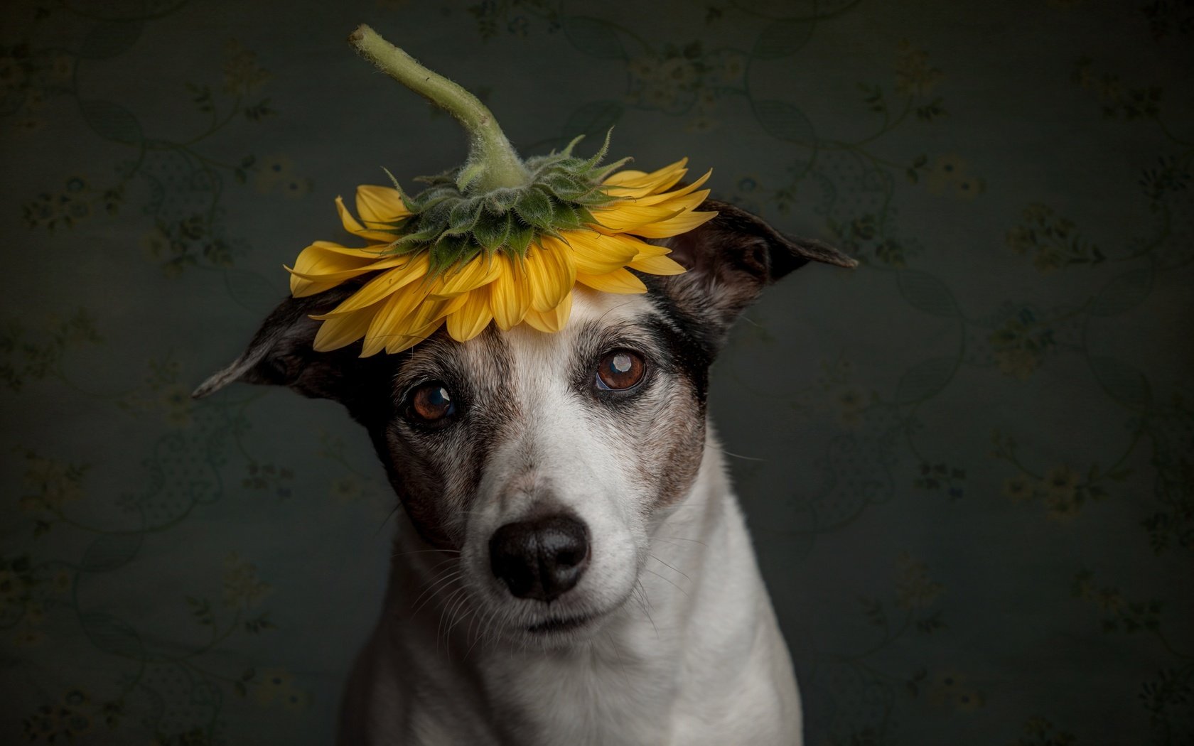 Обои грусть, собака, подсолнух, пес, sadness, dog, sunflower разрешение 2500x1664 Загрузить