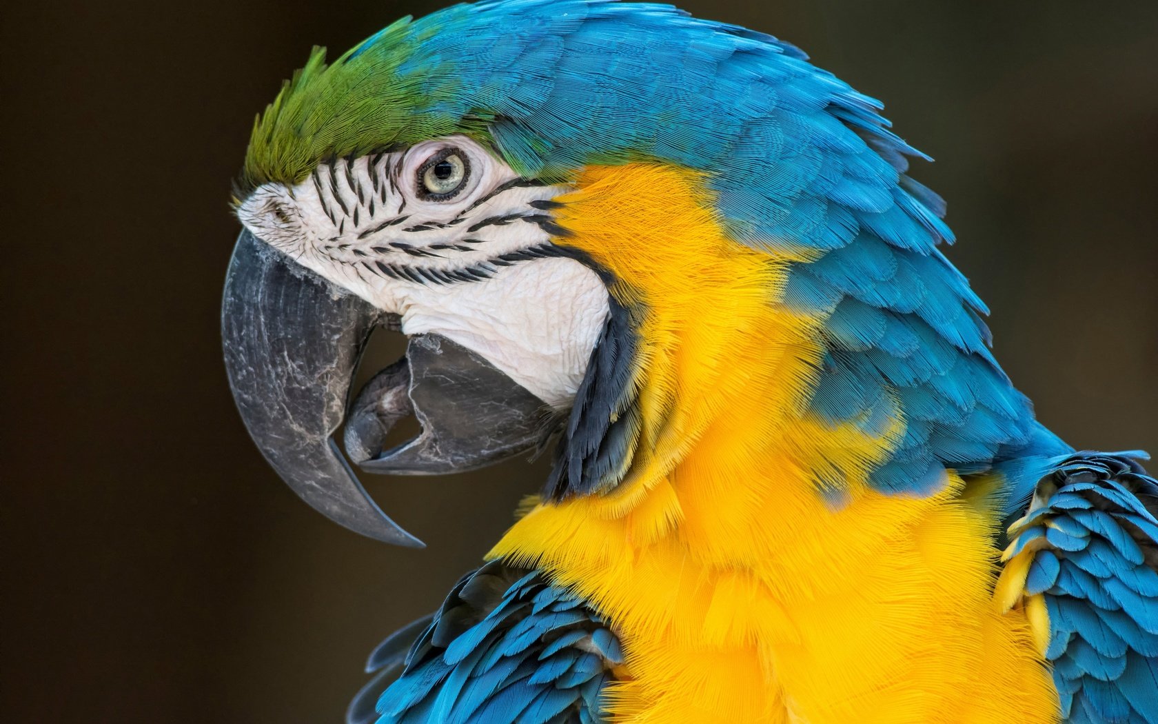 Обои птицы, попугай, ара, сине-желтый, birds, parrot, ara, blue-yellow разрешение 4000x2667 Загрузить