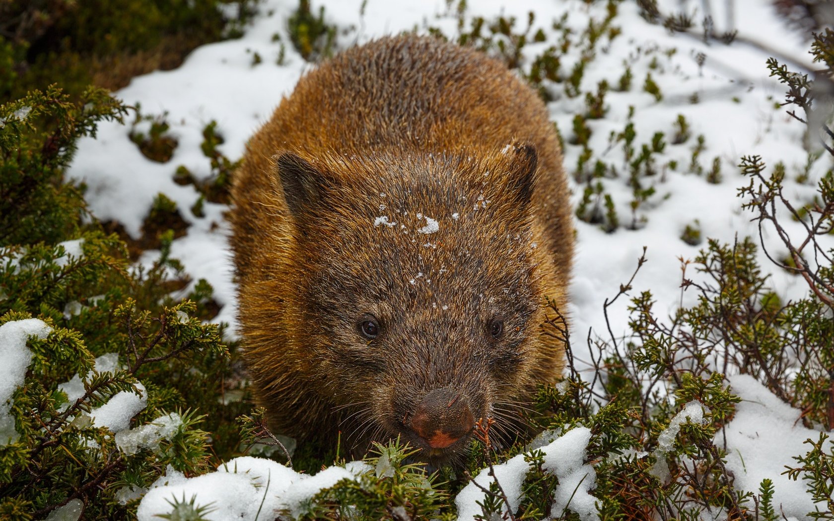 Обои снег, вомбат, snow, wombat разрешение 2048x1365 Загрузить