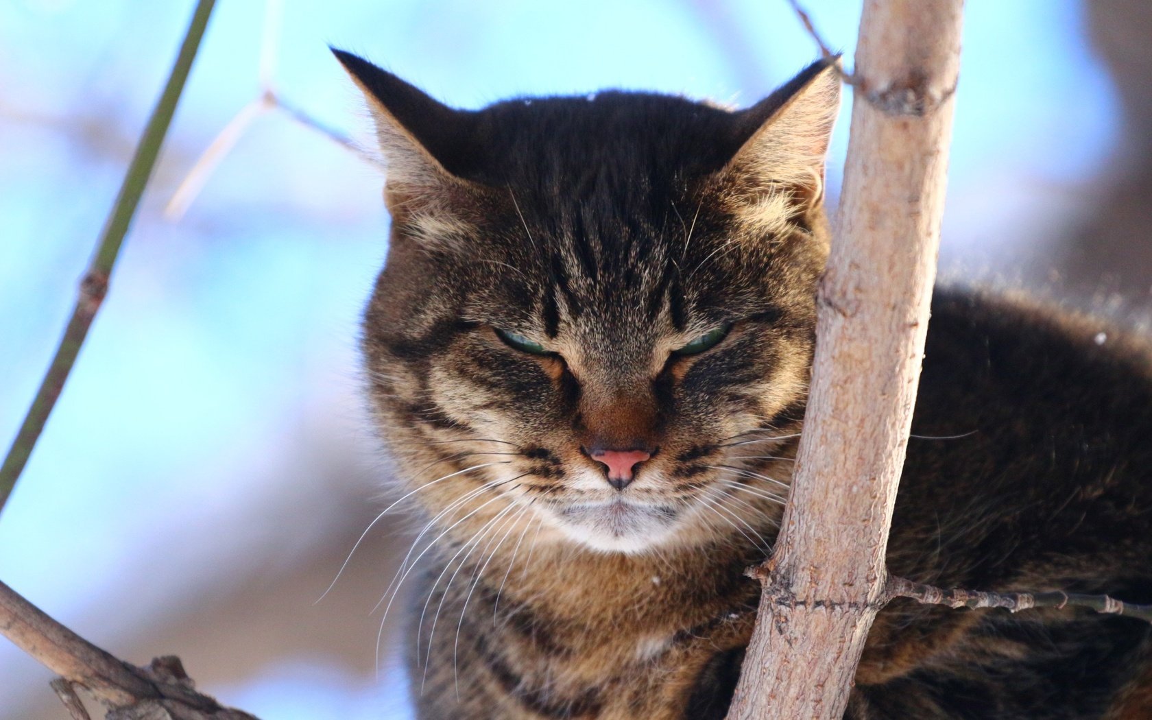 Обои дерево, кот, взгляд, tree, cat, look разрешение 1920x1280 Загрузить