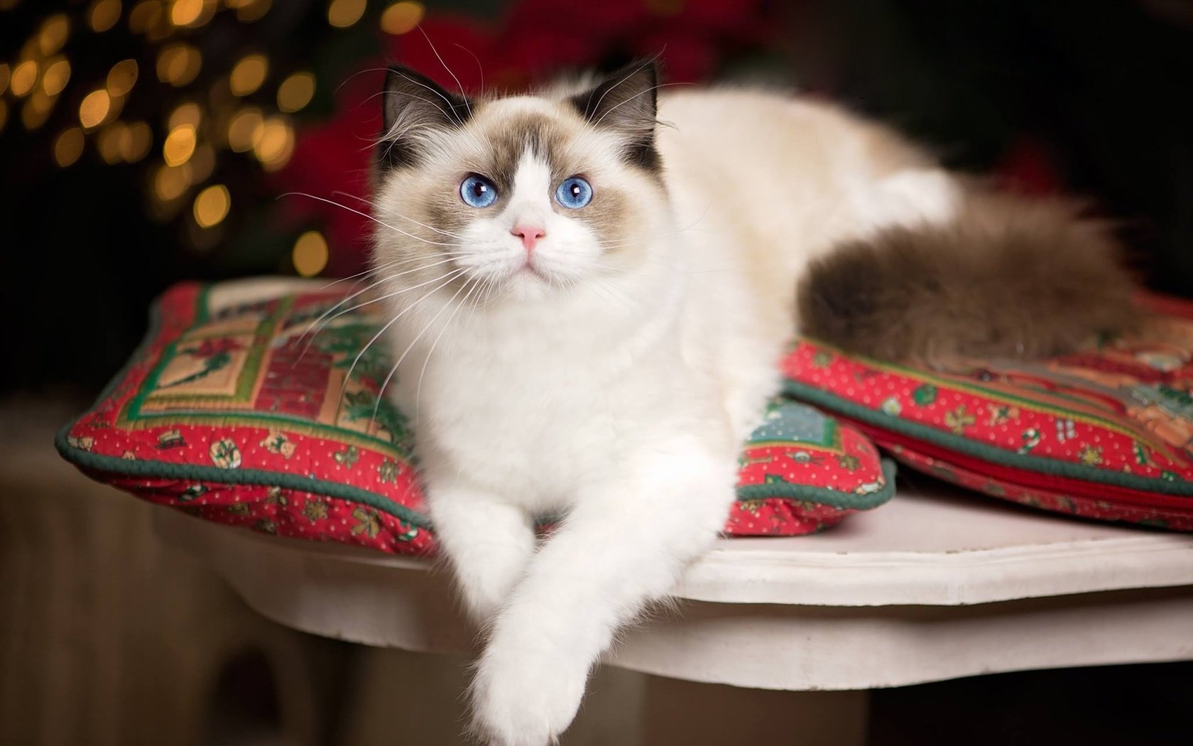 Обои подушки, кошка, взгляд, голубые глаза, лапки, рэгдолл, pillow, cat, look, blue eyes, legs, ragdoll разрешение 1920x1427 Загрузить