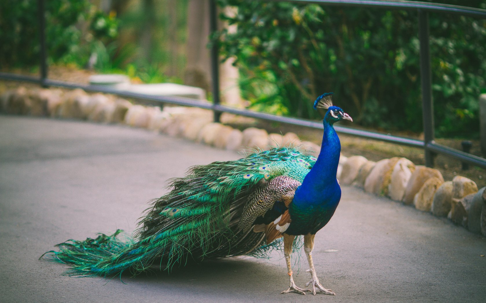 Обои птица, павлин, оперение, bird, peacock, tail разрешение 2048x1365 Загрузить