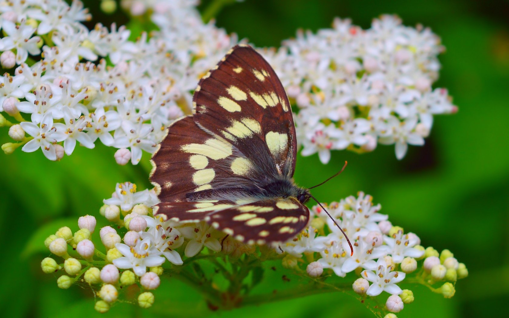 Обои цветение, макро, насекомое, бабочка, весна, весенние, flowering, macro, insect, butterfly, spring разрешение 3000x1851 Загрузить